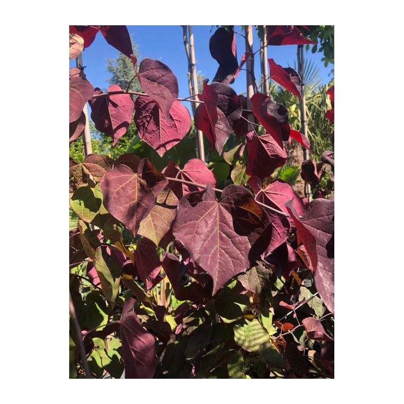 Cercis Canadensis Ruby Falls
