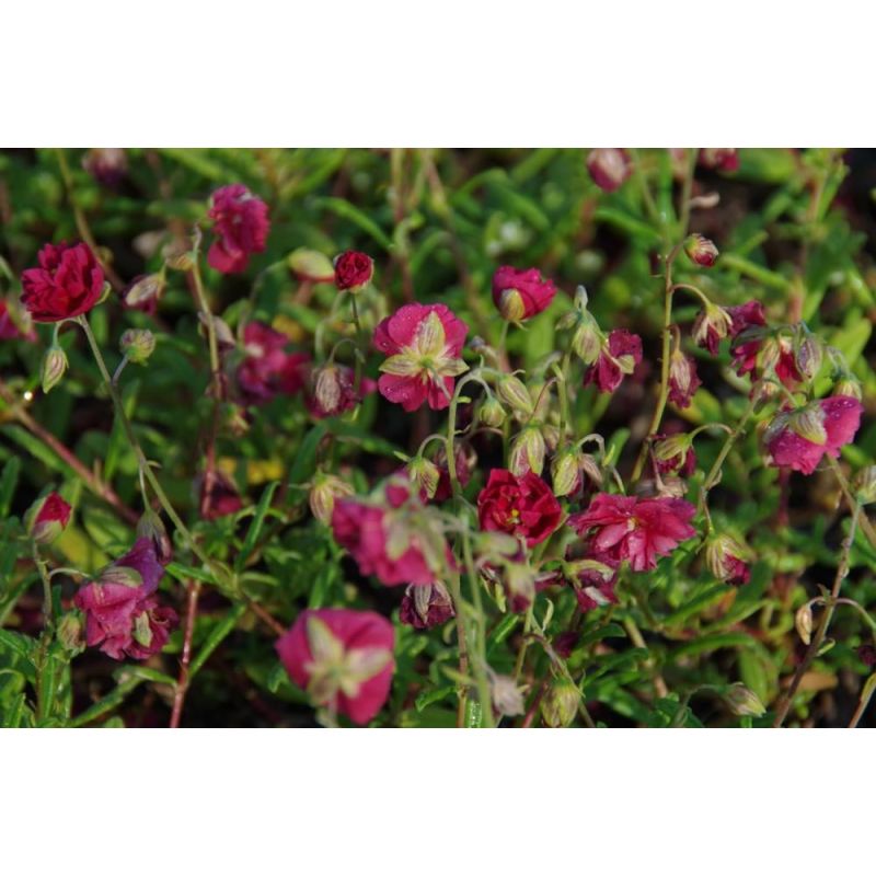 Helianthemum Cerise Queen