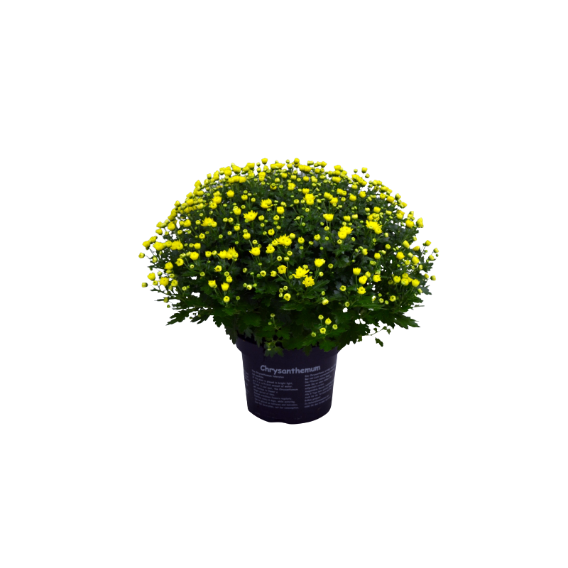 Bolchrysant geel
