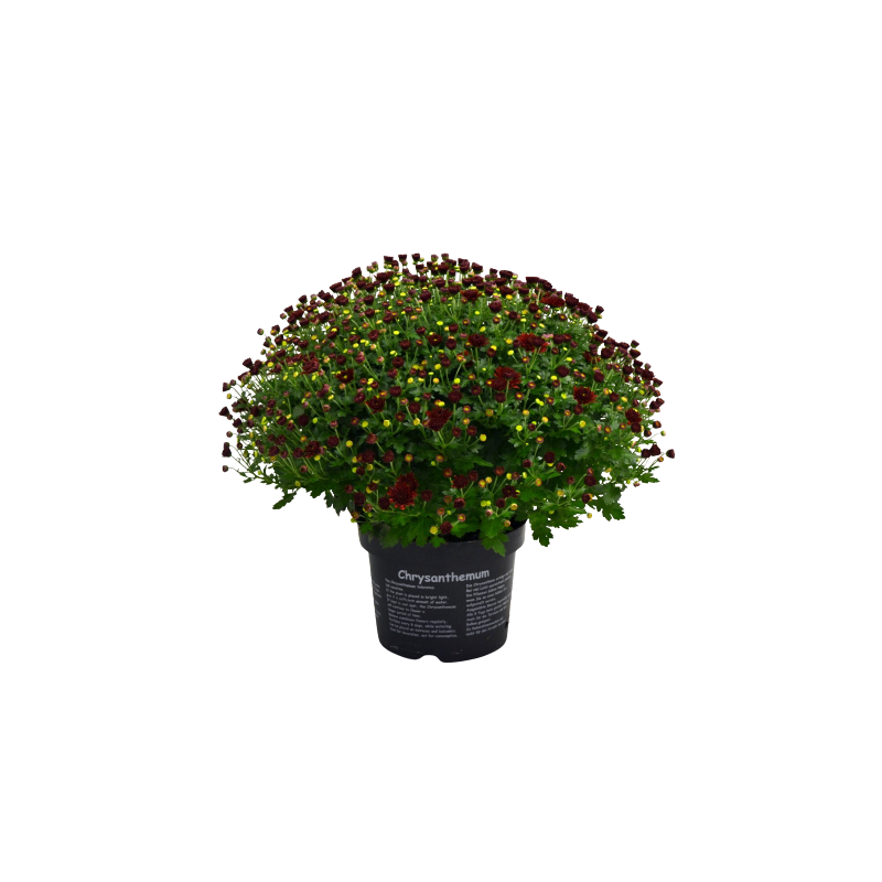 Bolchrysant rood