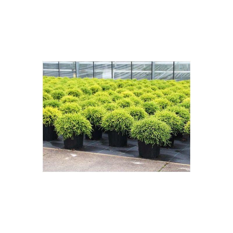 Chamaecyparis pisifera 'Sungold'