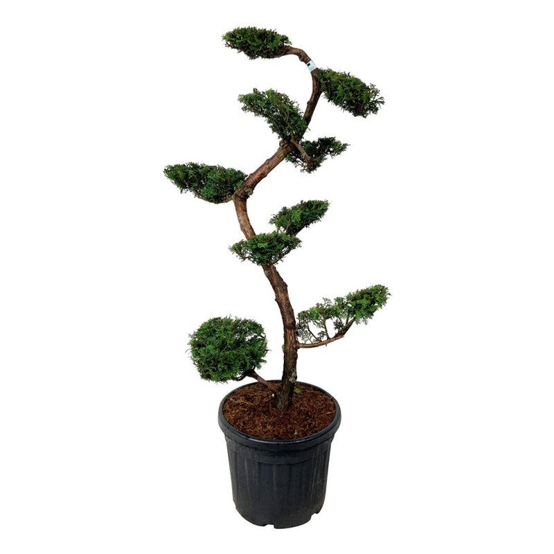 Chamaecyparis Obtusa 'Fontana' - bonsai