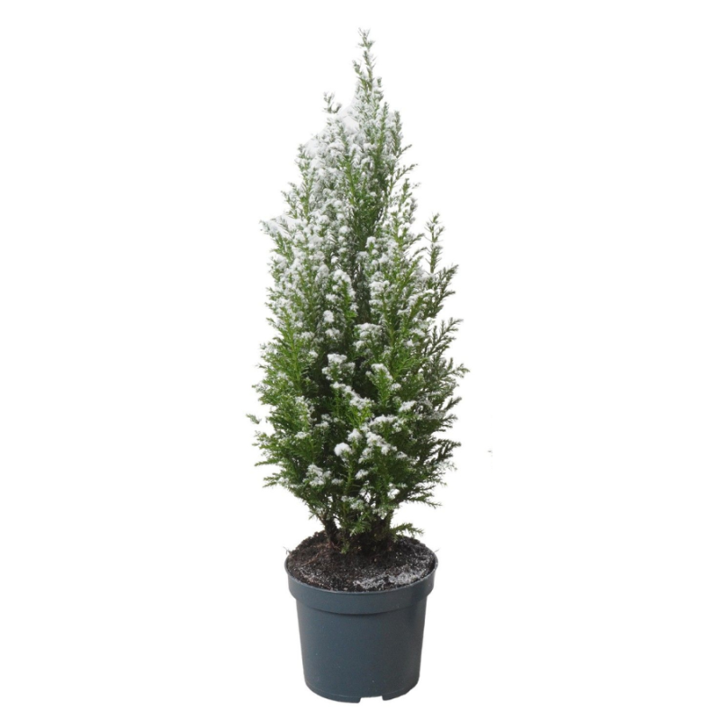 Chamaecyparis sneeuw