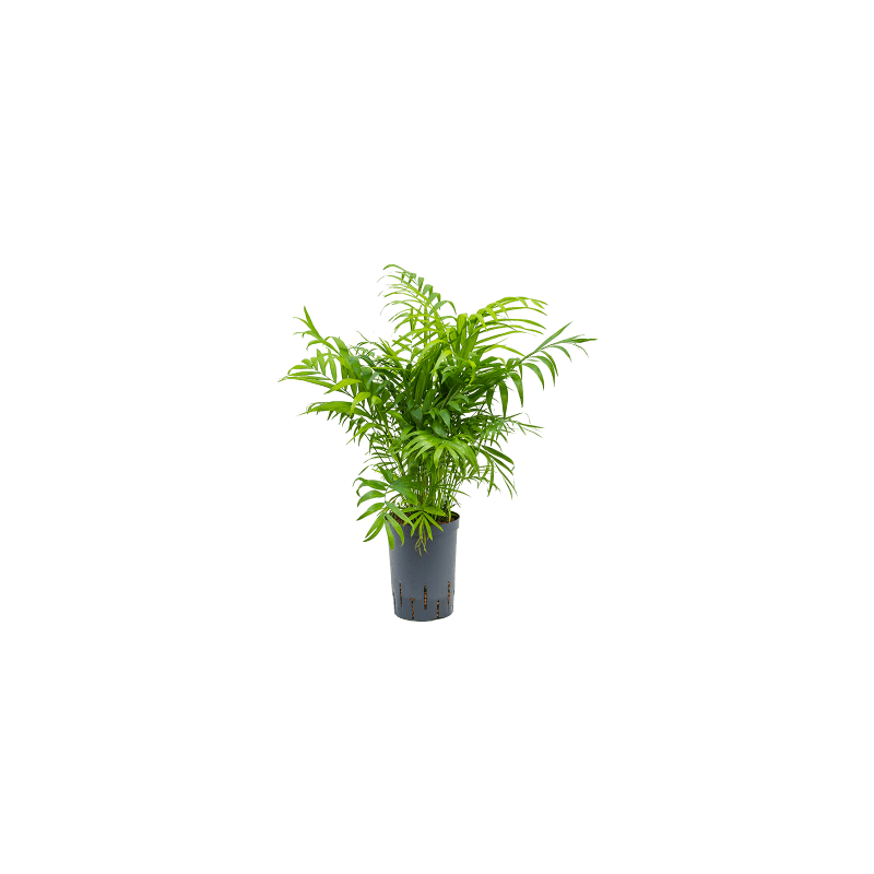 Chamaedorea elegans - bims