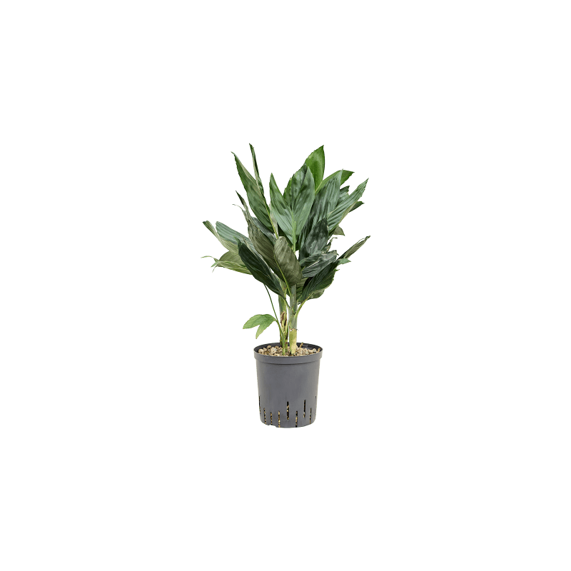 Chamaedorea metallica - bims