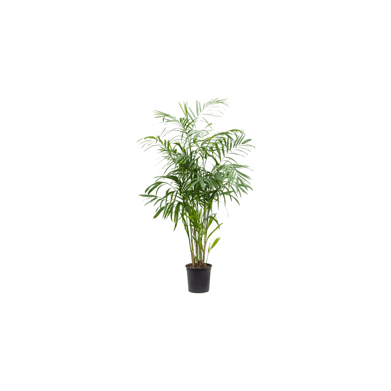 Chamaedorea seifrizii 