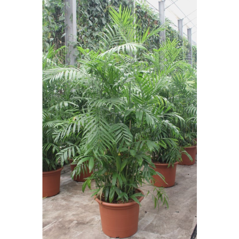 Chamaedorea seifrizii 