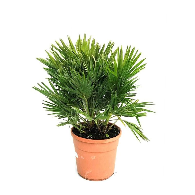 Chamaerops Humillis Vulcano