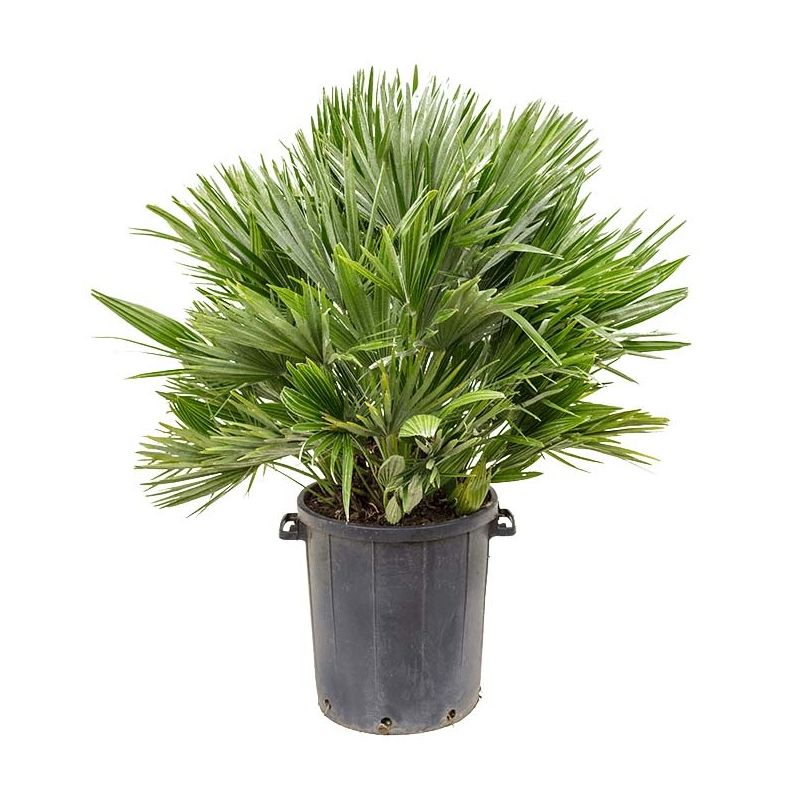 Chamaerops Humillis Vulcano
