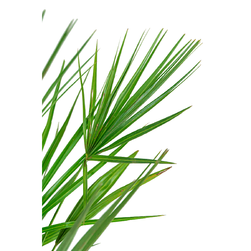 Chamaerops Humilis in Elho Greenville groen