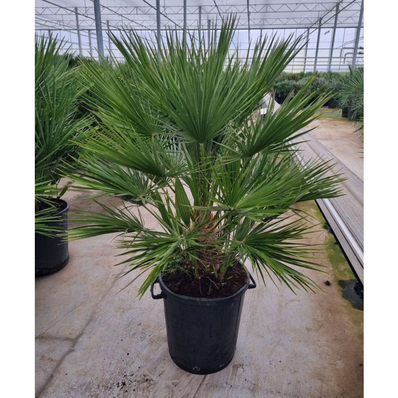 Chamaerops humilis 