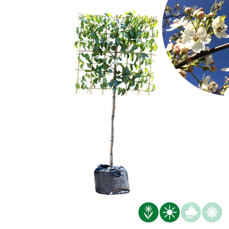 Pyrus Chanticleer - leiboom laagstam