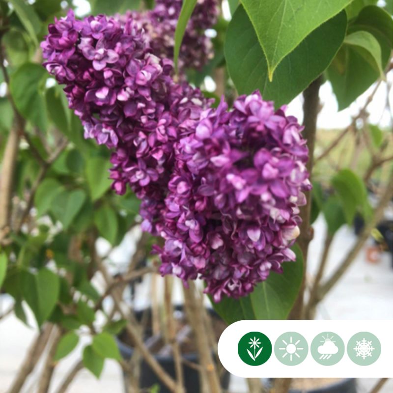 Syringa Charles Joly op stam