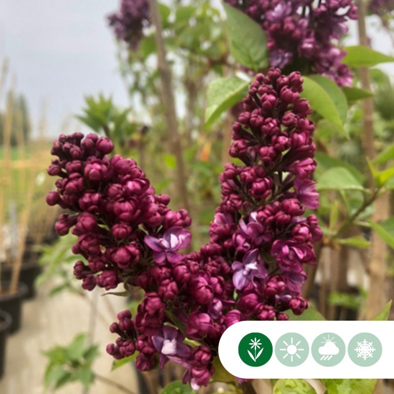 Syringa Charles Joly op stam