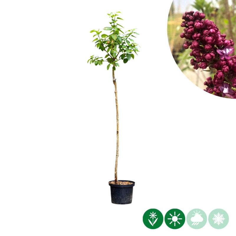 Syringa Charles Joly op stam