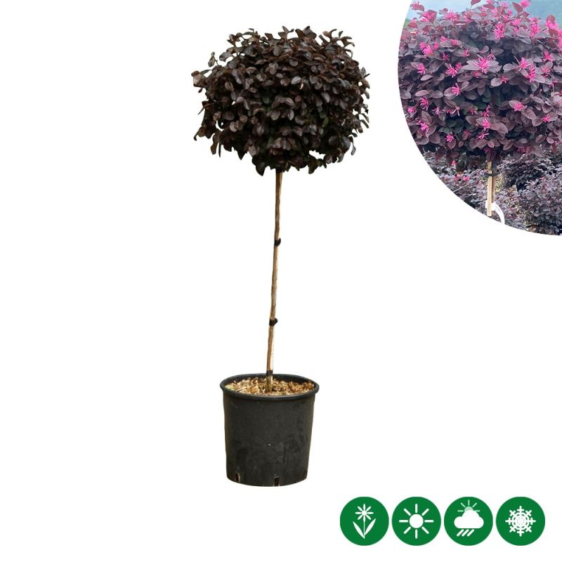 Loropetalum chinense