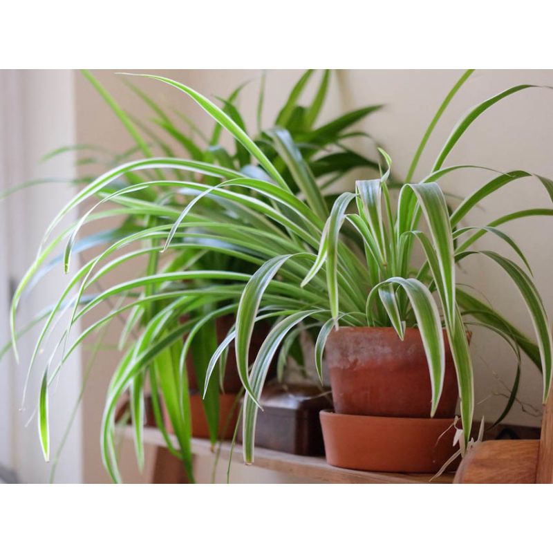 Chlorophytum Lemon
