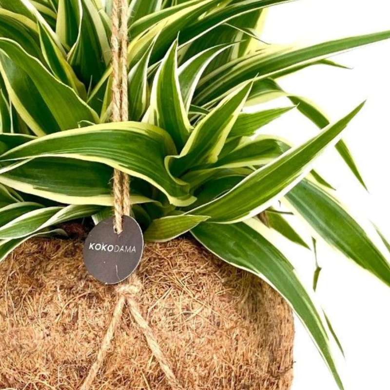 Chlorophytum Ocean in Kokodama