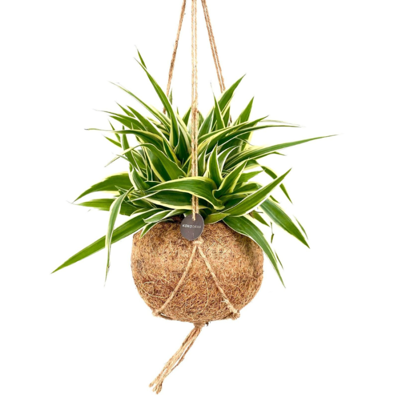 Chlorophytum Ocean in Kokodama