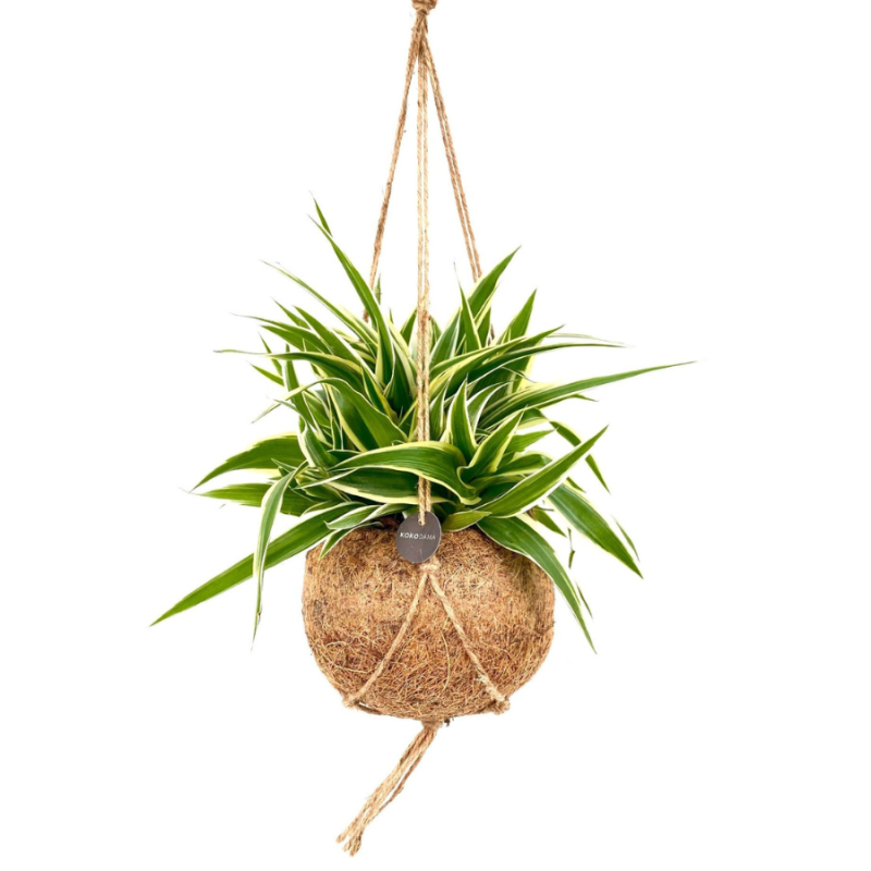 Chlorophytum Ocean in Kokodama