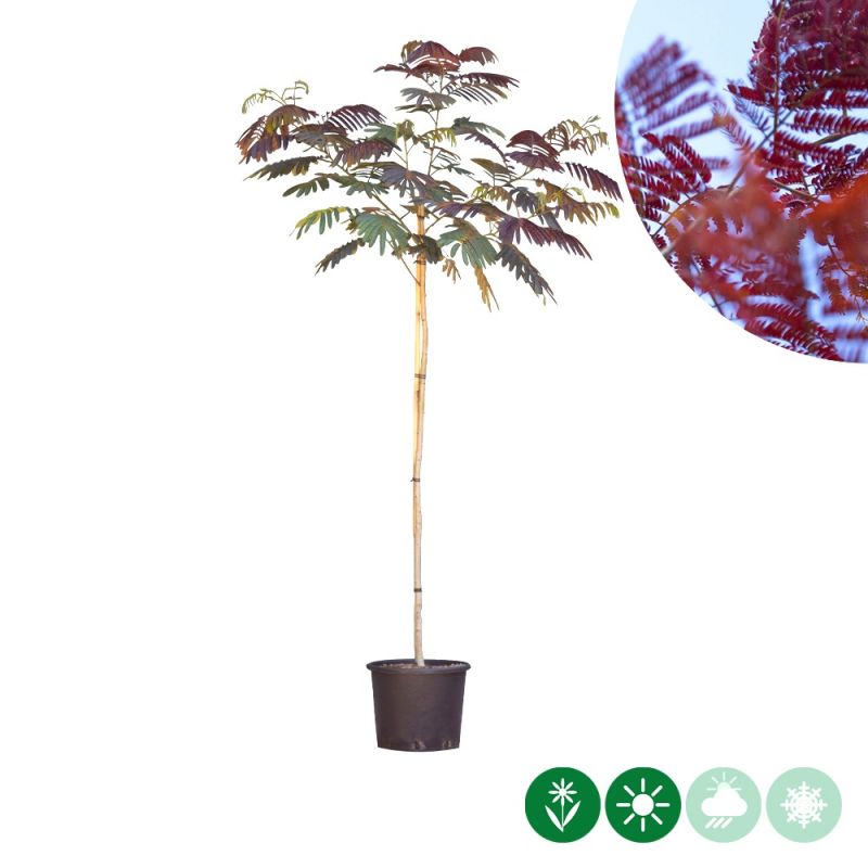 Albizia Summer Chocolate