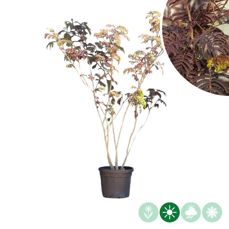 Albizia Summer Chocolate - meerstammig