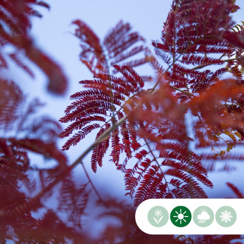 Albizia Summer Chocolate - meerstammig