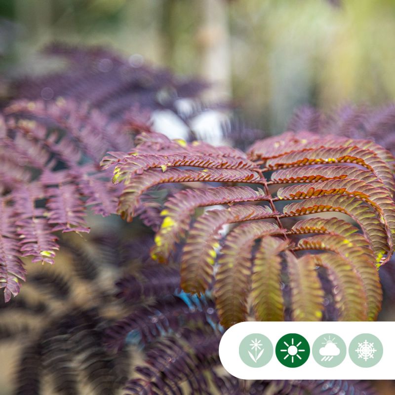 Albizia Summer Chocolate - meerstammig