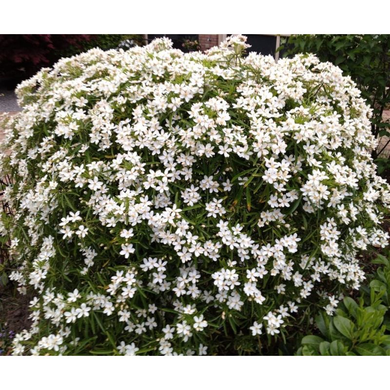 Choisya Aztec Pearl