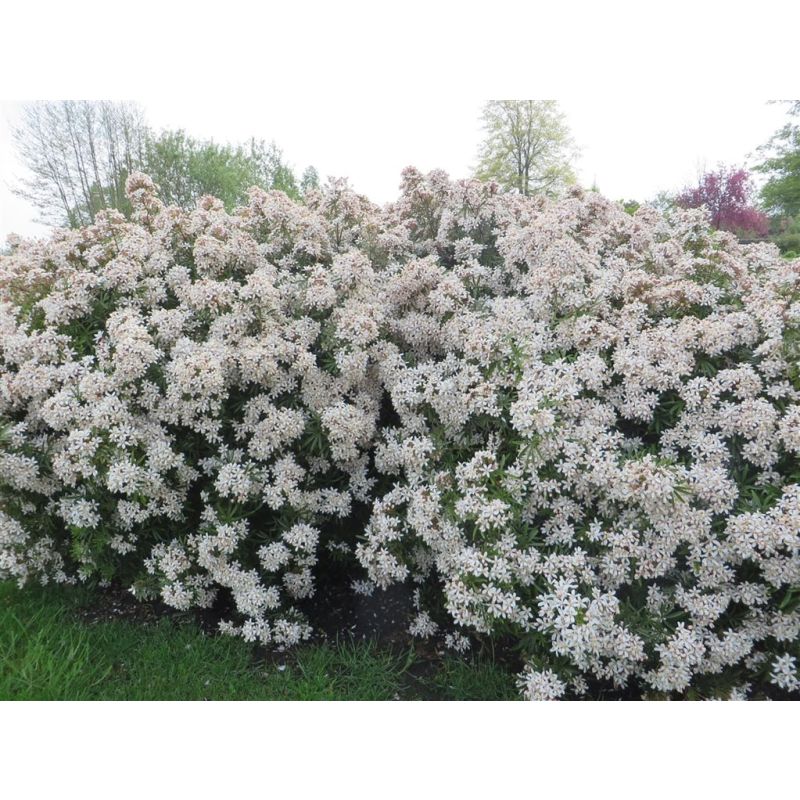 Choisya Apple Blossom