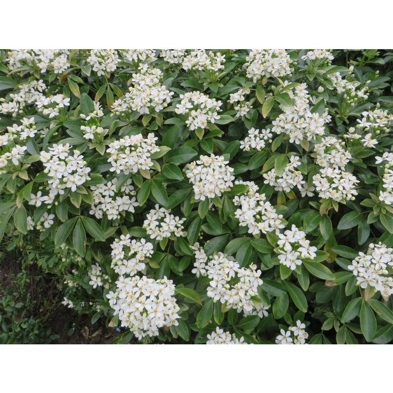 Choisya ternata