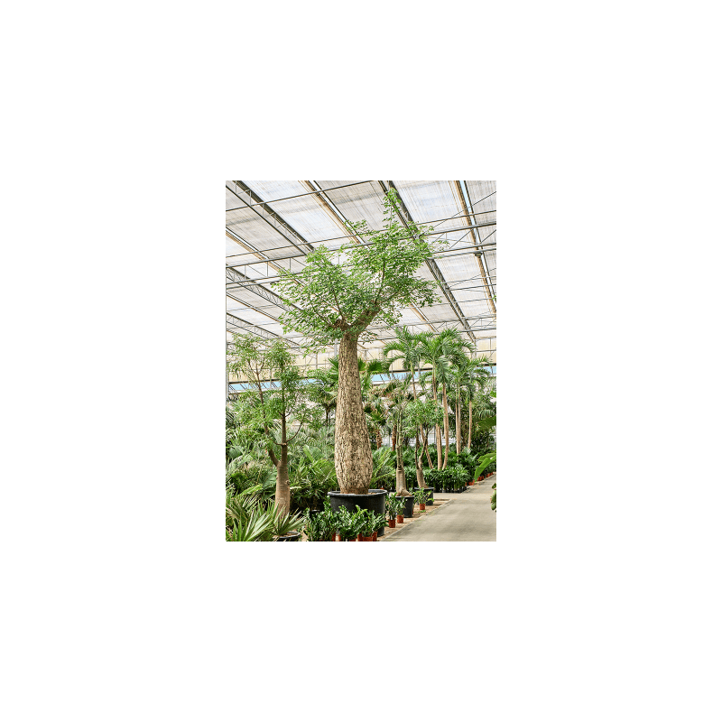 Chorisia speciosa