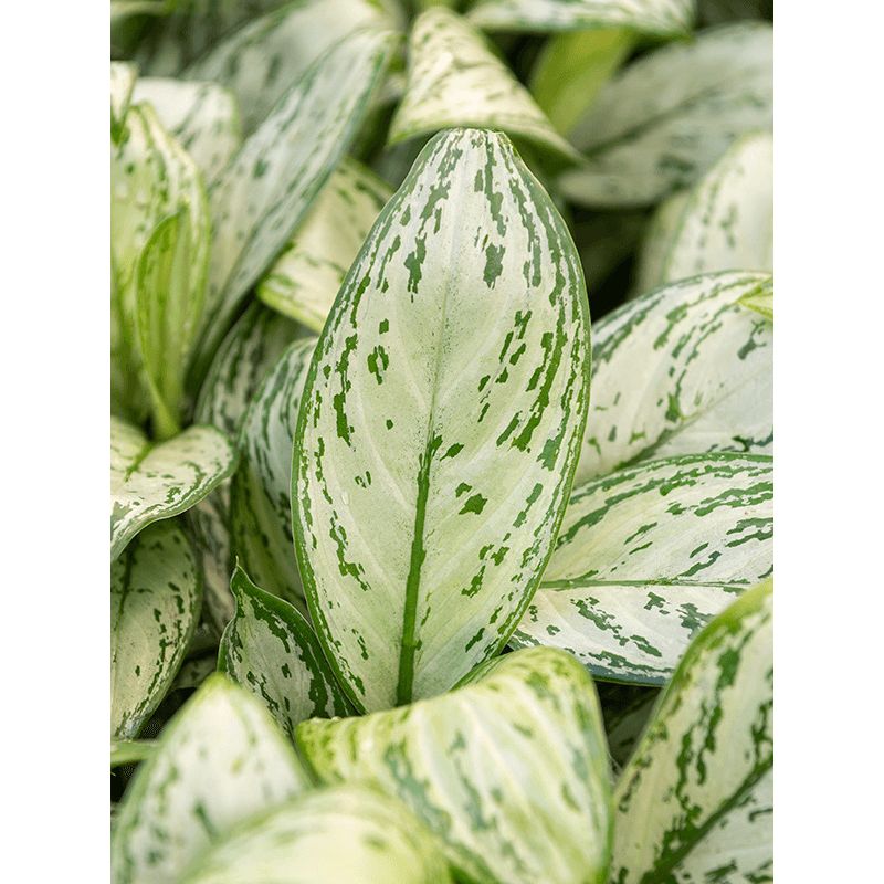 Aglaonema Christina in Vibes antraciet