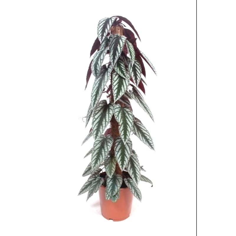 Cissus Discolor