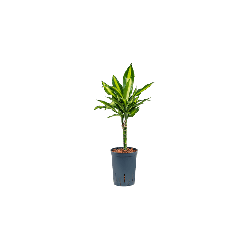 Dracaena Cintho op stam