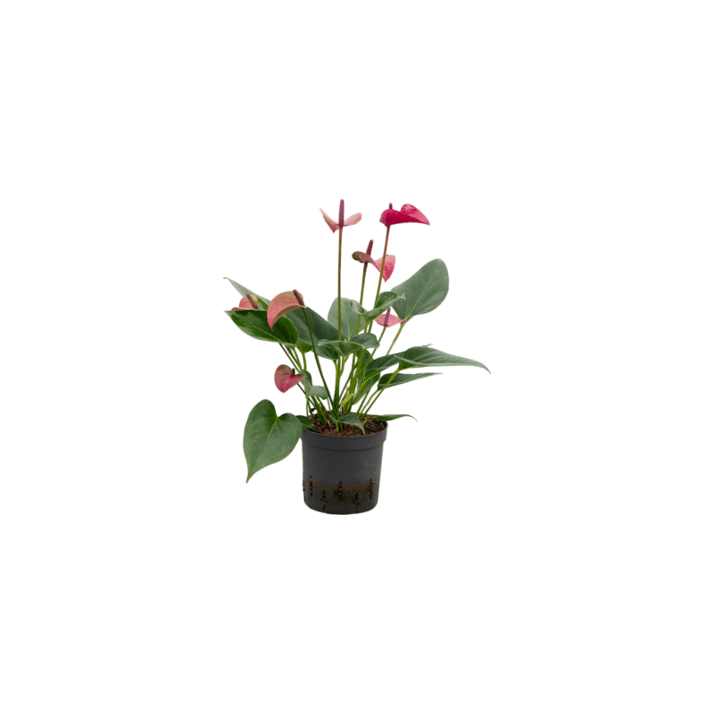 Anthurium Cirano