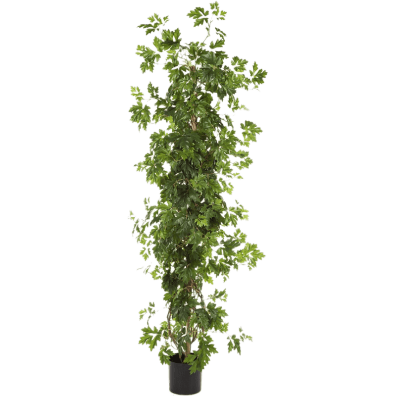 Cissus Plant - kunstplant