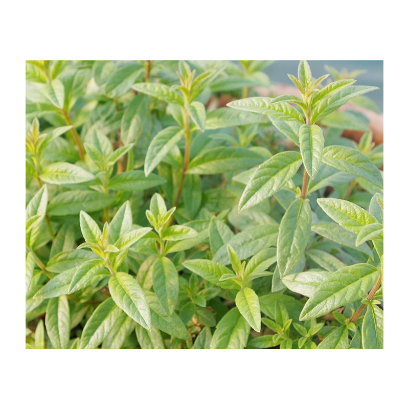 Aloysia triphylla