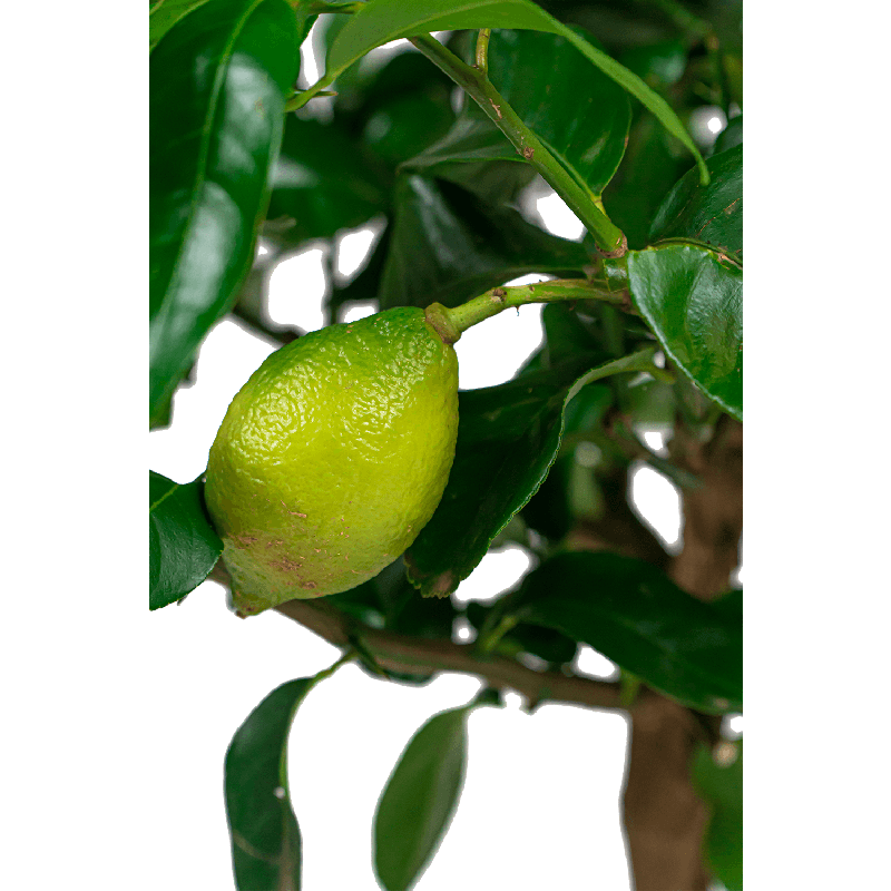 Citrus Limon in Elho Greenville zwart