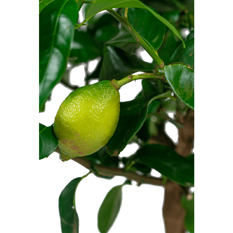 Citrus Lemon