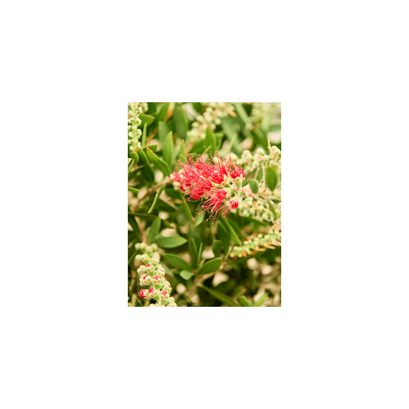 Callistemon Splendens op stam