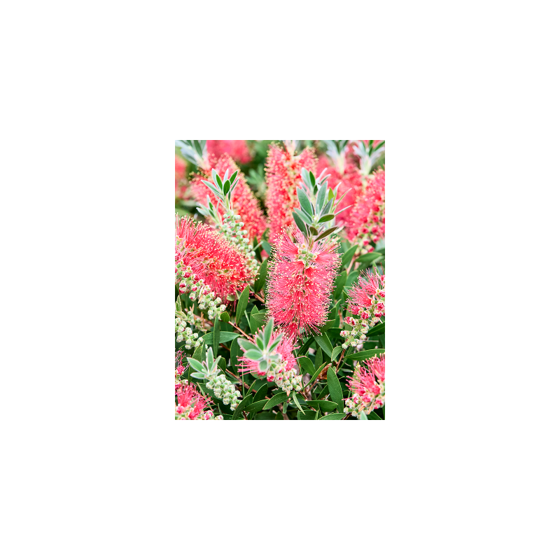 Callistemon Splendens op stam