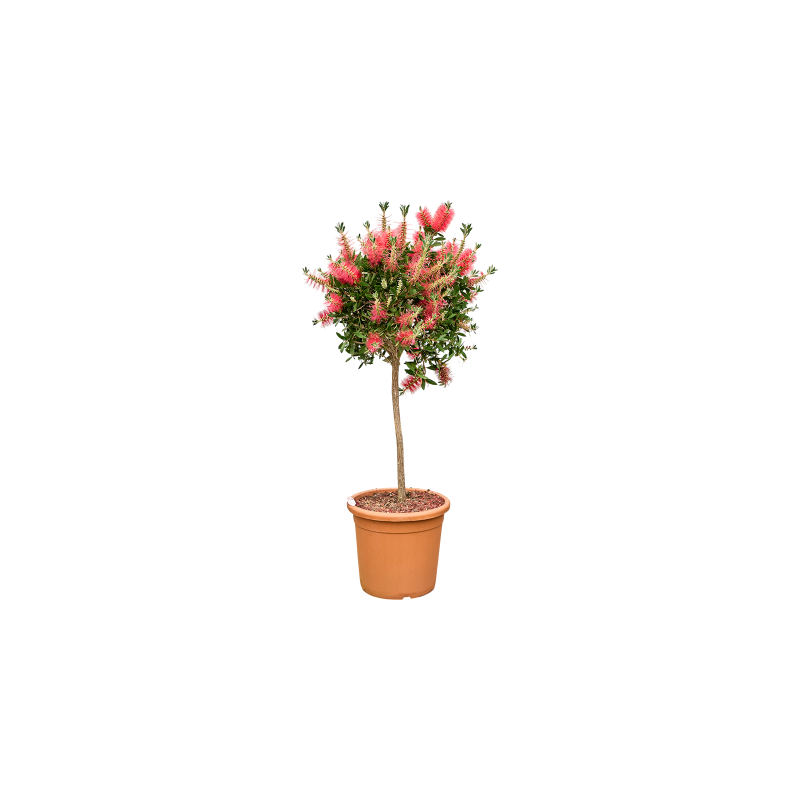 Callistemon Splendens op stam