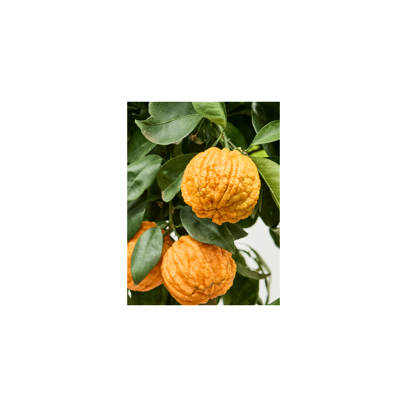 Citrus Corrugato