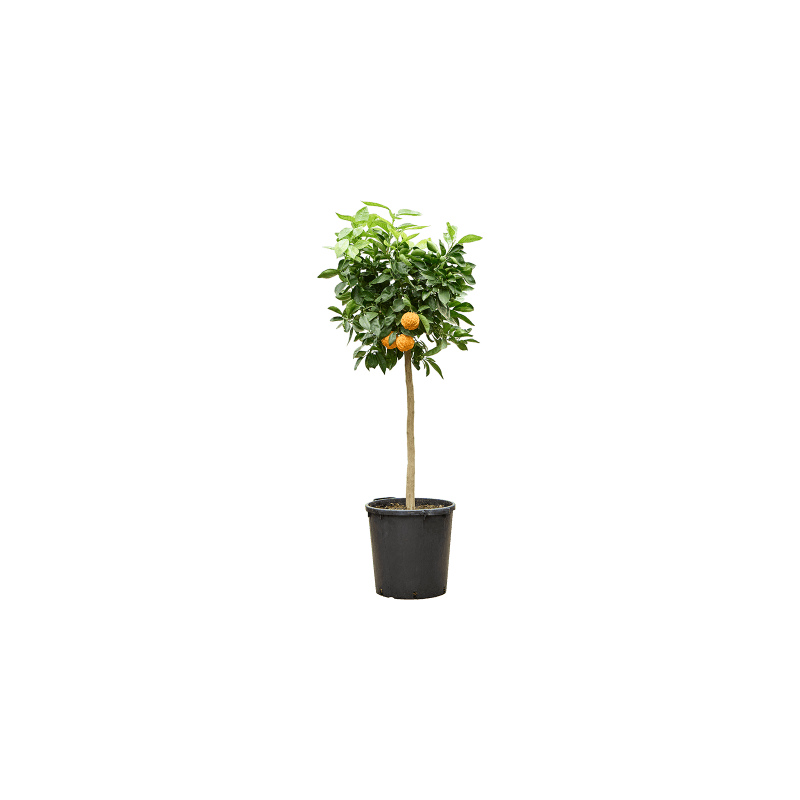 Citrus Corrugato
