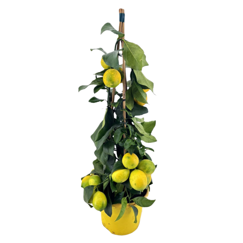 Citrus lemon piramide
