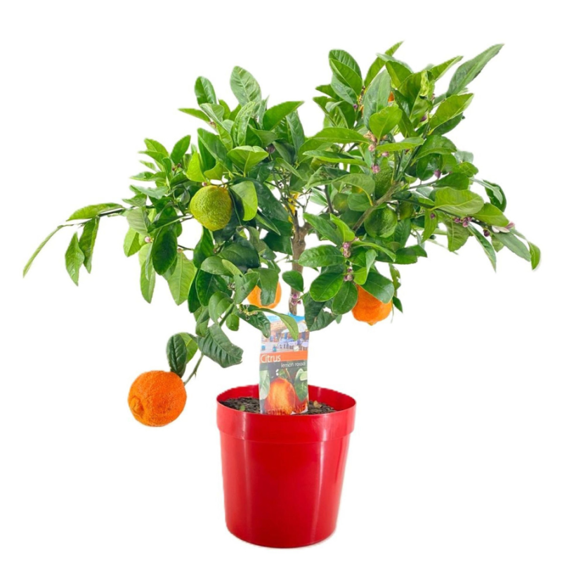 Citrus lemon rosso