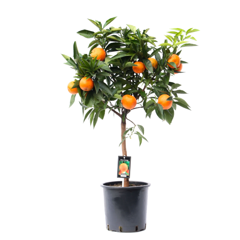 Citrus sinensis Orange