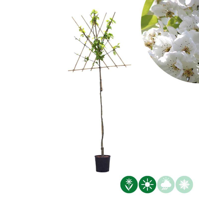 Pyrus Clapp's Favourite - leiboom hoogstam
