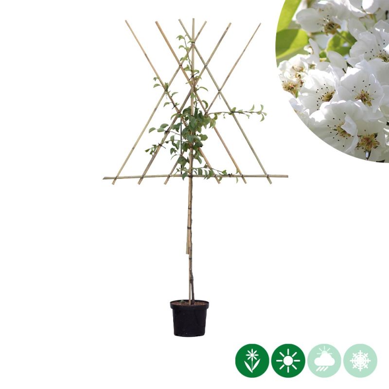 Pyrus Clapp's Favourite - leiboom